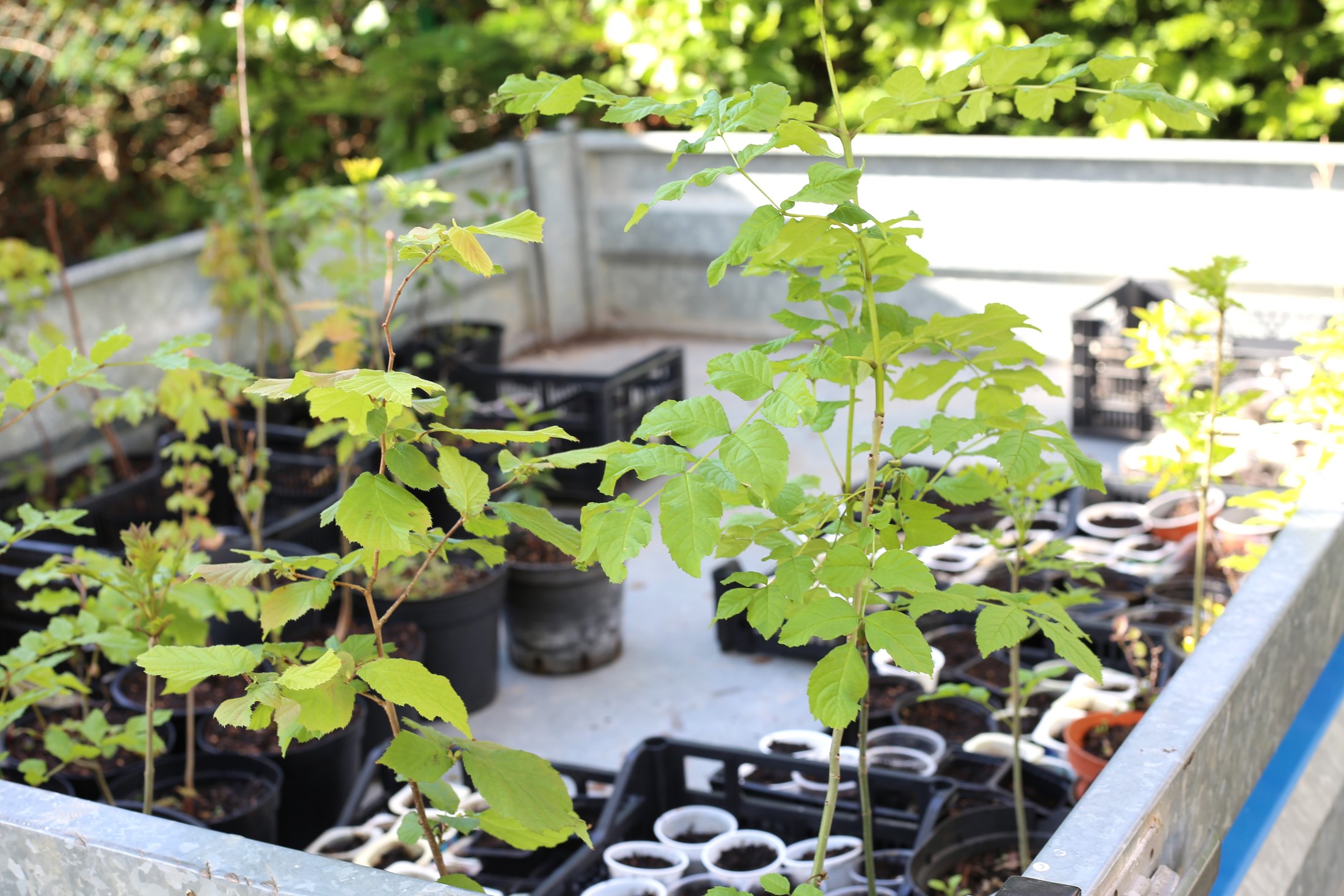 La Casa de los Naturalistas · 03 · La naturaleza se cultiva · imagen 32.