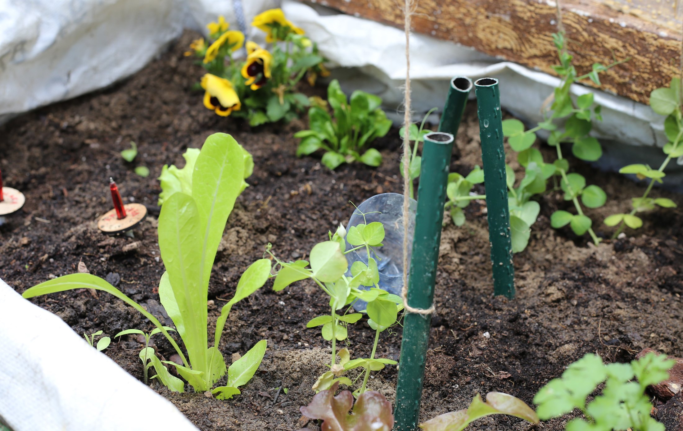 La Casa de los Naturalistas · 03 · La naturaleza se cultiva · imagen 36.