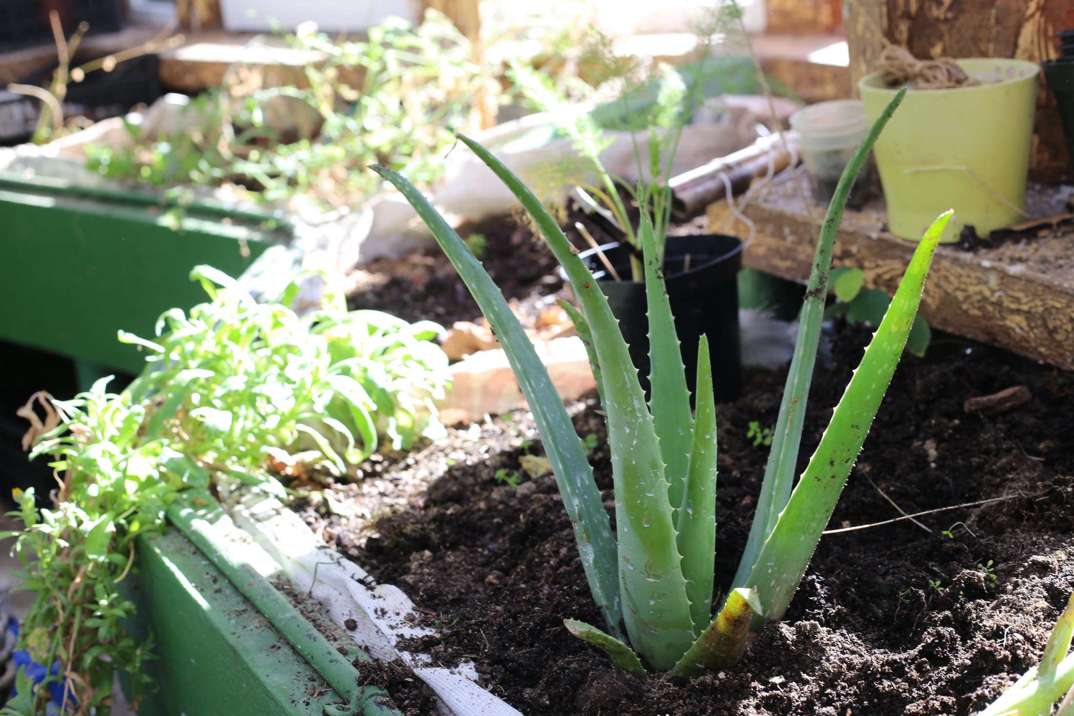 La Casa de los Naturalistas · 03 · La naturaleza se cultiva · imagen 42.