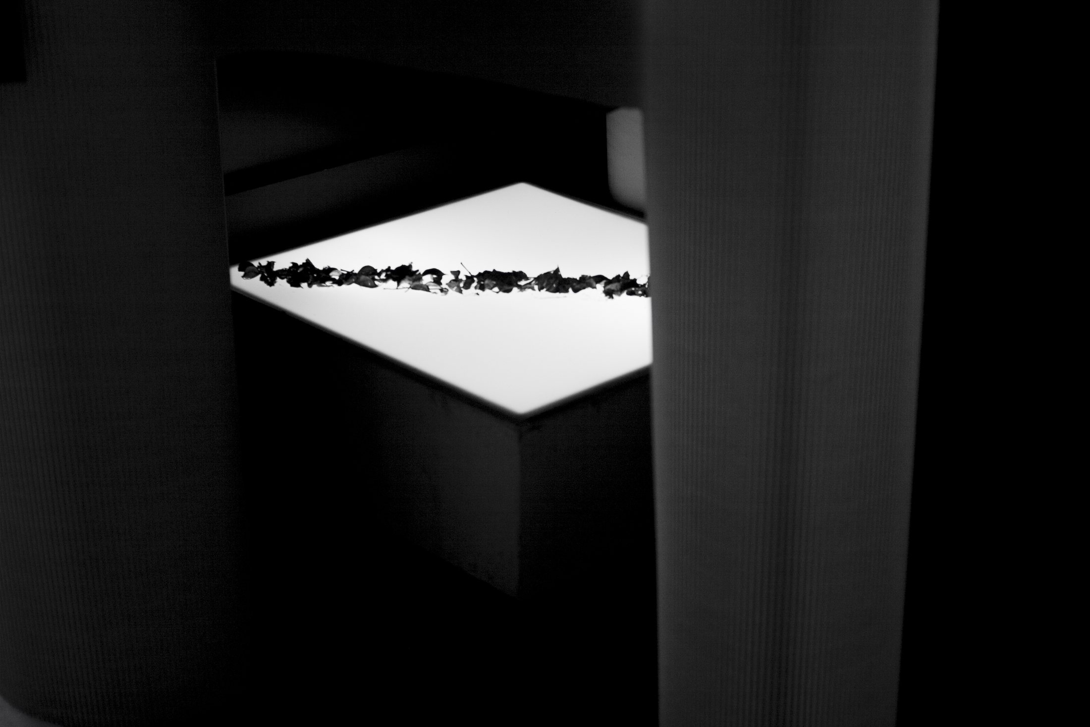 Laboratorio Serendipia · LUZ, SOMBRA, AIRE Y PROYECCIÓN · imagen 31.